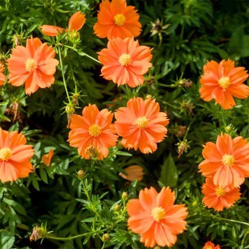 Orange Chamaelaucium Flower Seeds – Heirloom, Non-GMO, High Germination Seeds