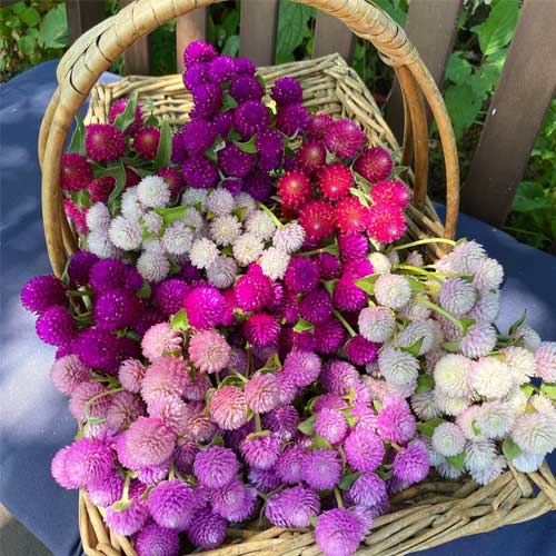Gomphrena Flower Seeds Mixed – Heirloom, Non-GMO, High Germination Seeds