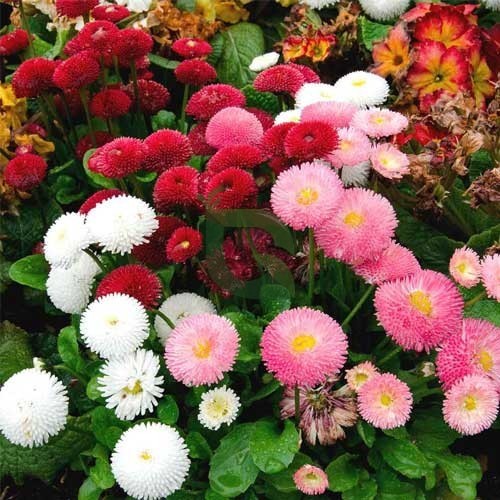 Gefüllte Gänseblümchen Pomponette Blumensamen – Alte Sorte gentechnikfrei, hohe Keimrate