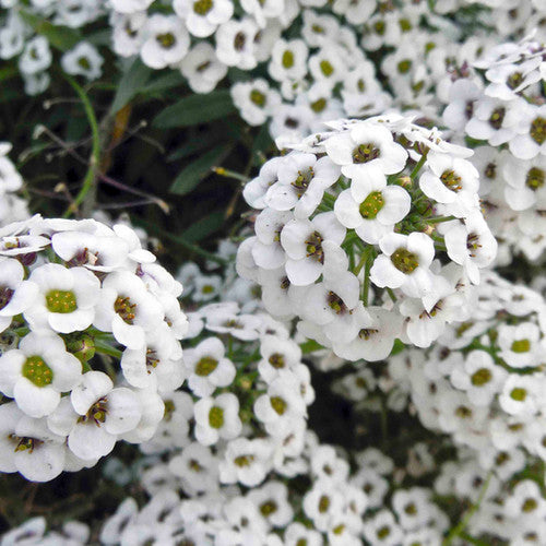 Alyssum Blumensamen Weiß zum Pflanzen – Alte Sorte gentechnikfrei hohe Keimfähigkeit Bio Garten Samen