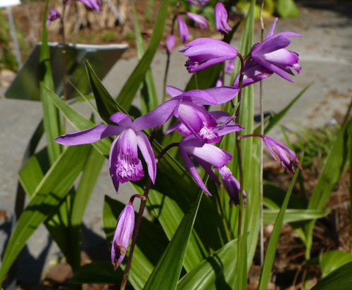 Bletilla Flower Seeds – Heirloom, Non-GMO, High Germination Seeds for Planting