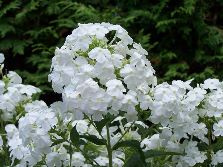 Riesen-Phlox Blumensamen Weiß – Alte Sorte Non-GMO Hohe Keimfähigkeit Samen