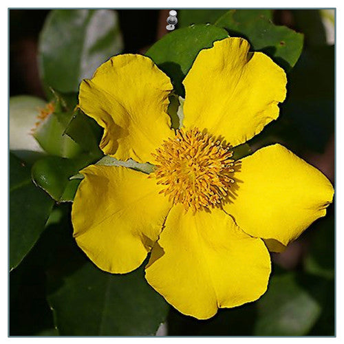 Yellow Cobaea Scandens Flower Seeds for Planting Heirloom Non-GMO High Germination Organic Garden Seeds