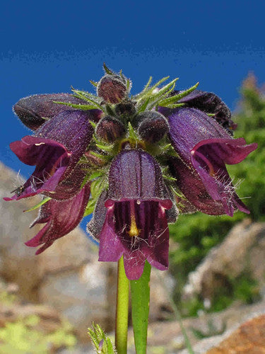 Chocolate Penstemon Flower Seeds for Planting – Heirloom Non-GMO High Germination Seeds