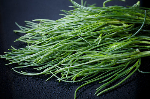 Saltwort Seeds for Medicinal Herb &amp; Tea Garden – Heirloom, Non-GMO, High Germination Seeds