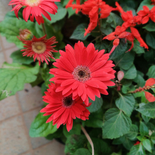 Red Calendula Flower Seeds – Heirloom, Non-GMO, High Germination Seeds for Planting