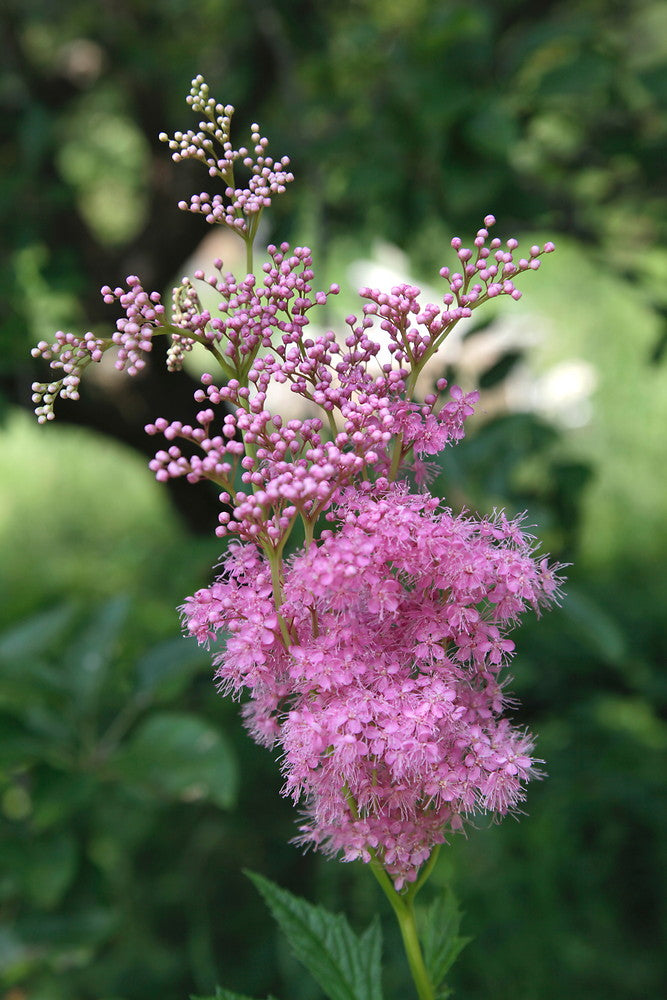 Filipendula Flower Seeds – Heirloom, Non-GMO, High Germination Organic Garden Seeds