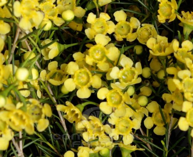 Yellow Chamelaucium Flower Seeds for Planting – Heirloom Non-GMO High Germination Seeds