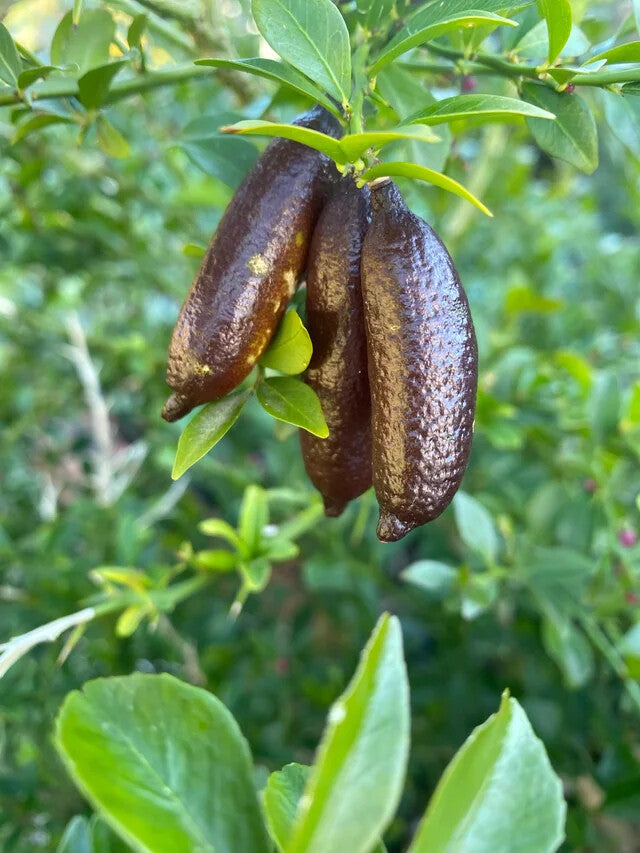 Brown Finger Lime Fruit Seeds – Heirloom, Non-GMO, High Germination Organic Garden Seeds