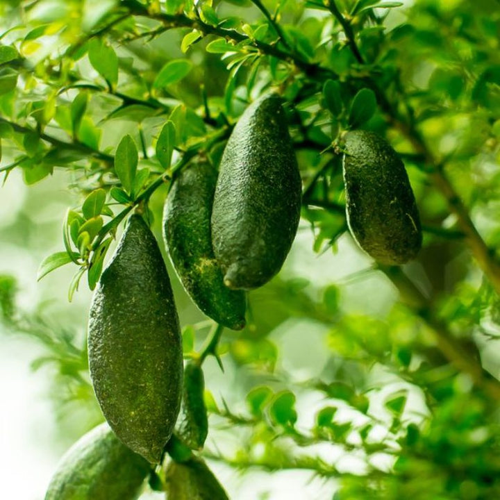Green Finger Lime Fruit Seeds – Heirloom, Non-GMO, High Germination Organic Garden Seeds
