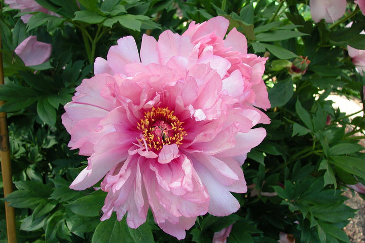 Semillas de Peonía Rosa Claro – Heirloom, No Transgénicas, Alta Germinación