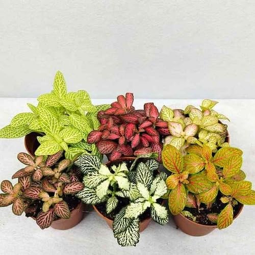 Fittonia Seeds – Heirloom, Non-GMO, High Germination Organic Garden Seeds