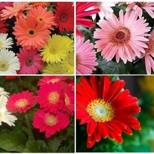 fizz bananaberry flower seeds