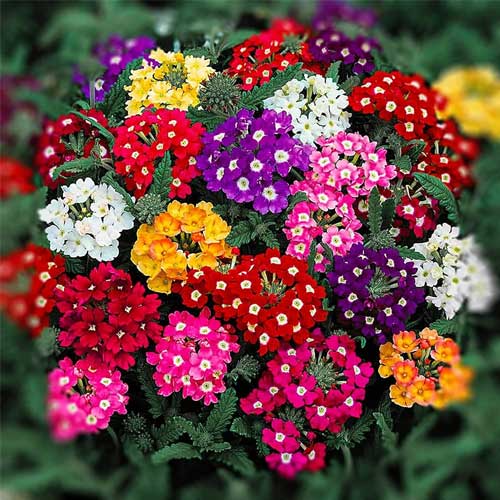 Mixed Verbena Flower Seeds – Heirloom, Non-GMO, High Germination Seeds