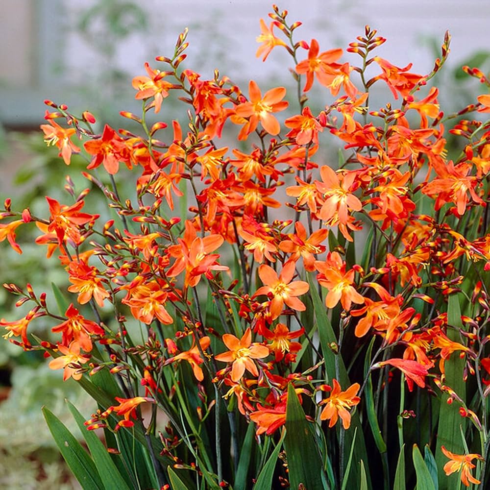orange flame flower seeds
