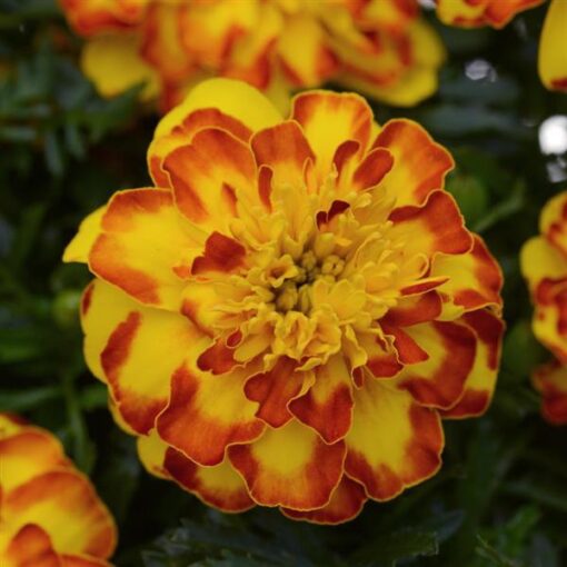 french marigold flower seeds