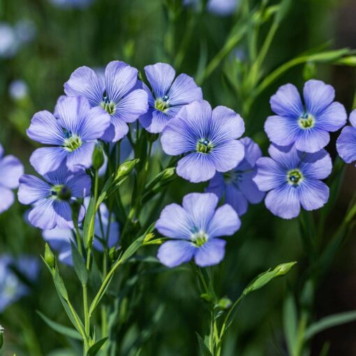 flaxornamentalblueflowerimportedheirloomnongmohighgerminationorganicgarden flower seeds