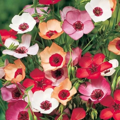 flaxornamentalflowerimportedheirloomnongmohighgerminationorganicgarden flower seeds
