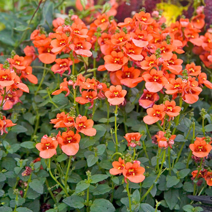 Orange Diascia Flower Seeds – Heirloom, Non-GMO, High Germination Seeds