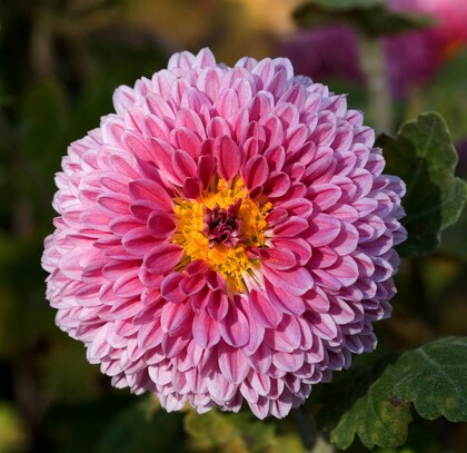 Pink Chrysanthemum Flower Seeds for Planting – Heirloom Non-GMO Organic Garden Seeds