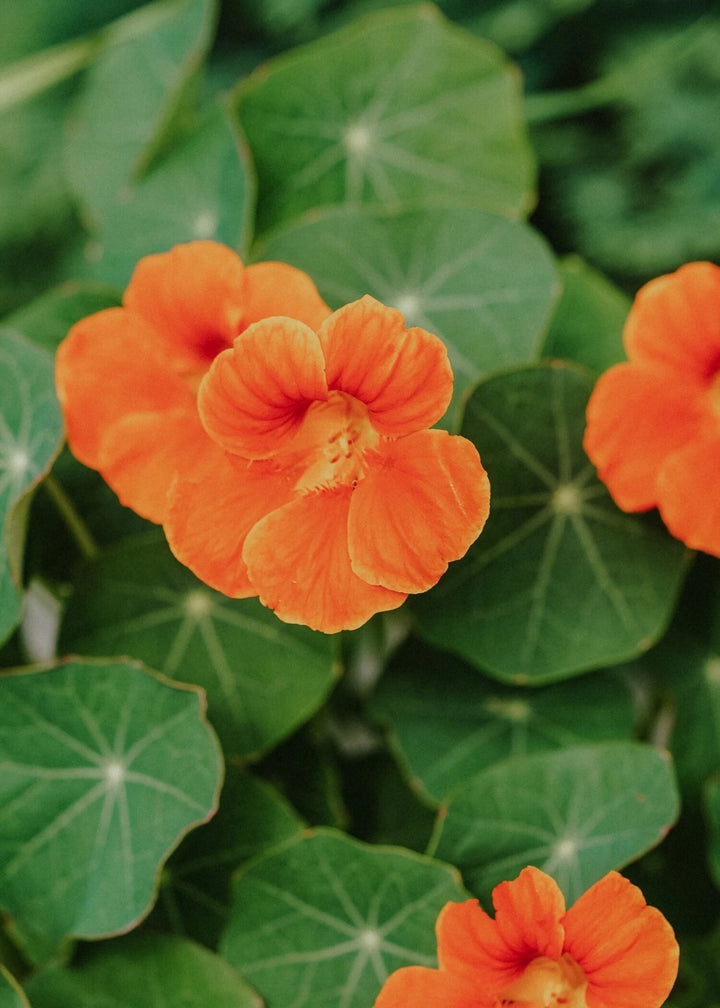Orange Nasturtium Flower Seeds – Heirloom, Non-GMO, High Germination Seeds
