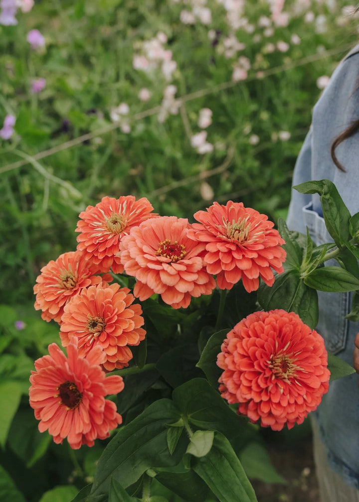 Semillas de Zinnia Gigante Naranja – Variedad Tradicional, No Modificada Genéticamente, Alta Germinación