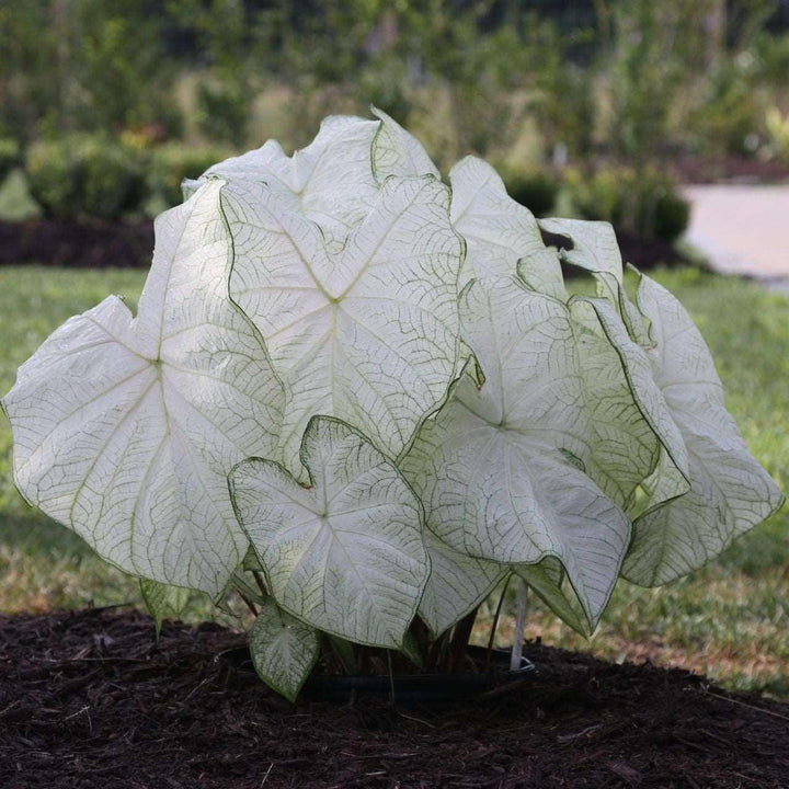 Caladium Flower Seeds White – Heirloom, Non-GMO, High Germination Seeds, Seeds for Planting, Organic Garden Seeds