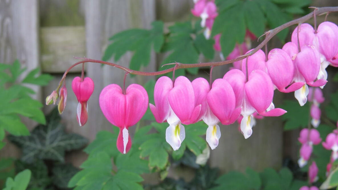 Pink Bleeding Heart Flower Seeds for Planting Heirloom Non-GMO High Germination Organic Garden Seeds