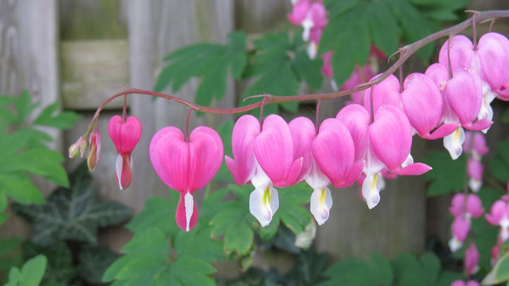 Pink Bleeding Heart Flower Seeds for Planting Heirloom Non-GMO High Germination Organic Garden Seeds