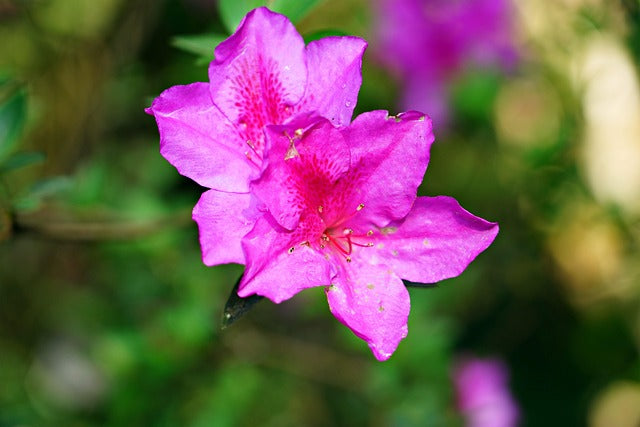 Azalea Flower Seeds Pink for Planting – Heirloom Non-GMO High Germination Organic Seeds