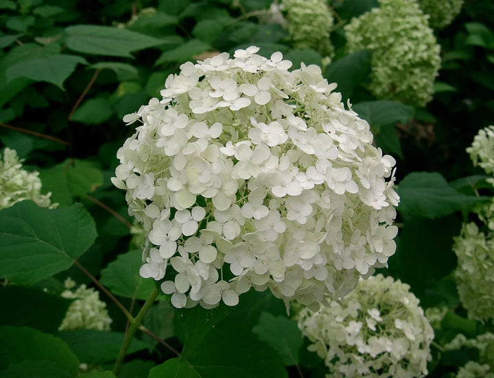Hydrangea Flower Seeds White – Heirloom, Non-GMO, High Germination Seeds