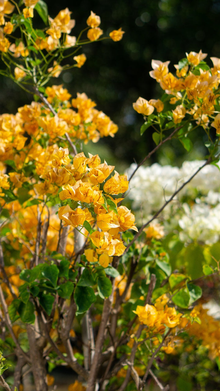 Bougainvillea Flower Seeds Yellow – Heirloom, Non-GMO, High Germination, Organic Garden Seeds for Planting