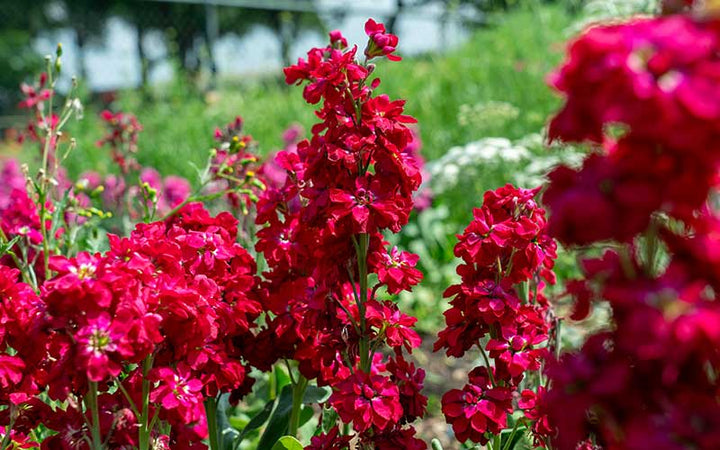 Semillas de flores Matthiola Incana rojas – Herencia, sin OGM, semillas de alta germinación
