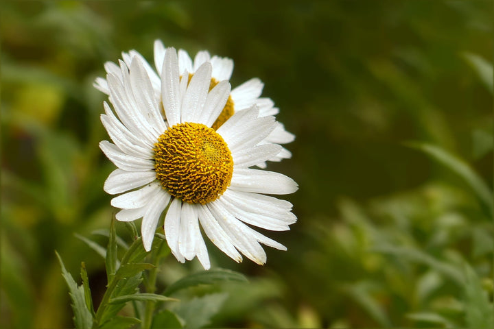 White Aster Flower Seeds for Planting – Heirloom Non-GMO High Germination Organic Seeds