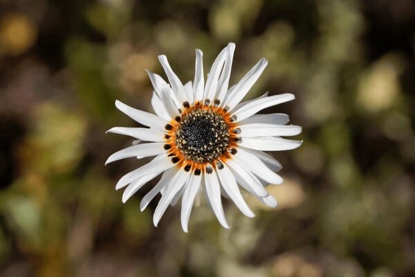 Arctotis Flower Seeds White for Planting – Heirloom Non-GMO High Germination Organic Seeds