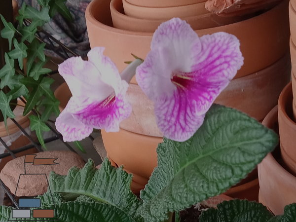 Light Pink Streptocarpus Flower Seeds – Heirloom, Non-GMO, High Germination Seeds