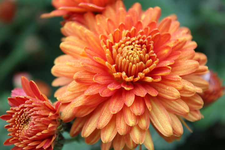 Orangene Chrysanthemen-Blumensamen zum Pflanzen – Erbstück, gentechnikfrei, hohe Keimfähigkeit