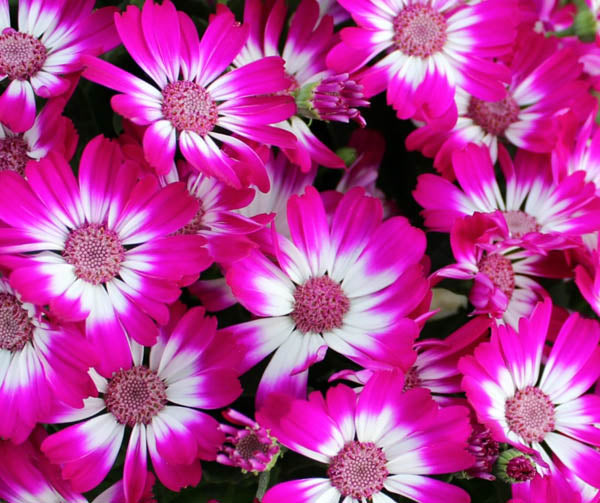 Pink Cineraria Flower Seeds – Heirloom, Non-GMO, High Germination, Organic Seeds