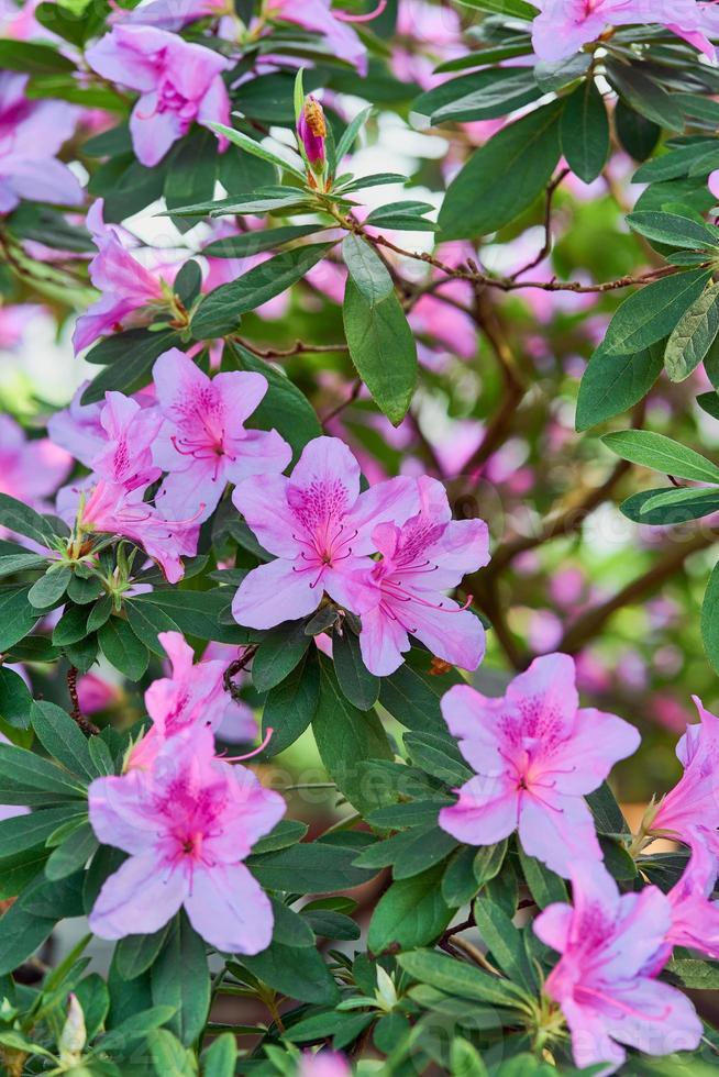 White Pink Rhododendron Flower Seeds for Planting – Heirloom Non-GMO High Germination Organic Garden Seeds