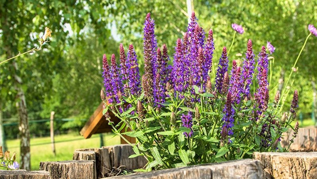 Deep Purple Salvia Flower Seeds Heirloom Non-GMO High Germination Organic Garden Seeds for Planting