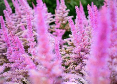 Pink Aruncus Flower Seeds for Planting – Heirloom Non-GMO High Germination Organic Seeds