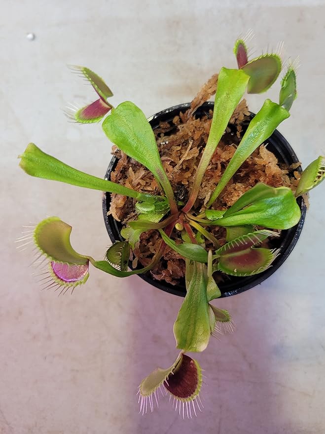 flytrap dionaea flower seeds