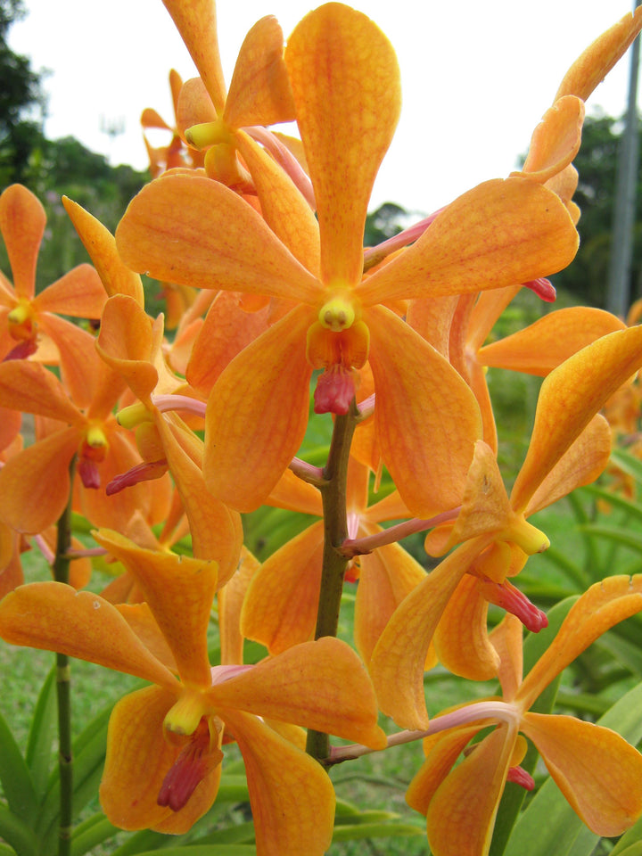 Orange Blooming Giant Orchid Flower Seeds – Heirloom, Non-GMO, High Germination Organic Garden Seeds