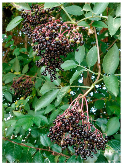 Mixed Elderberry Seeds for Planting – Heirloom Non-GMO High Germination Organic Garden Seeds