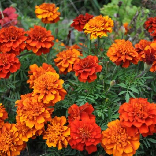 frenchmarigoldforestfireimportedheirloomnongmohighgerminationorganicgarden flower seeds