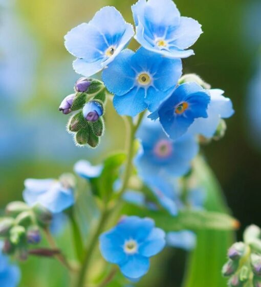 get me flower seeds