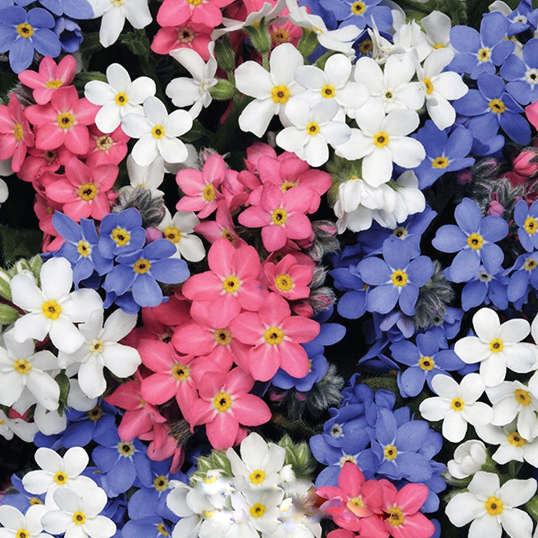 Mixed Myosotis Flower Seeds – Heirloom, Non-GMO, High Germination Seeds