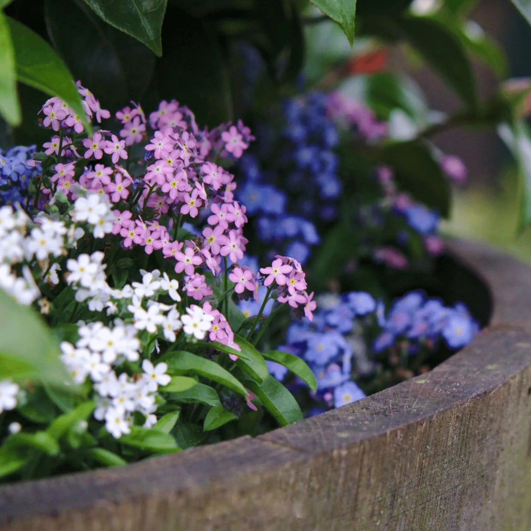 Mixed Myosotis Flower Seeds – Heirloom, Non-GMO, High Germination Seeds