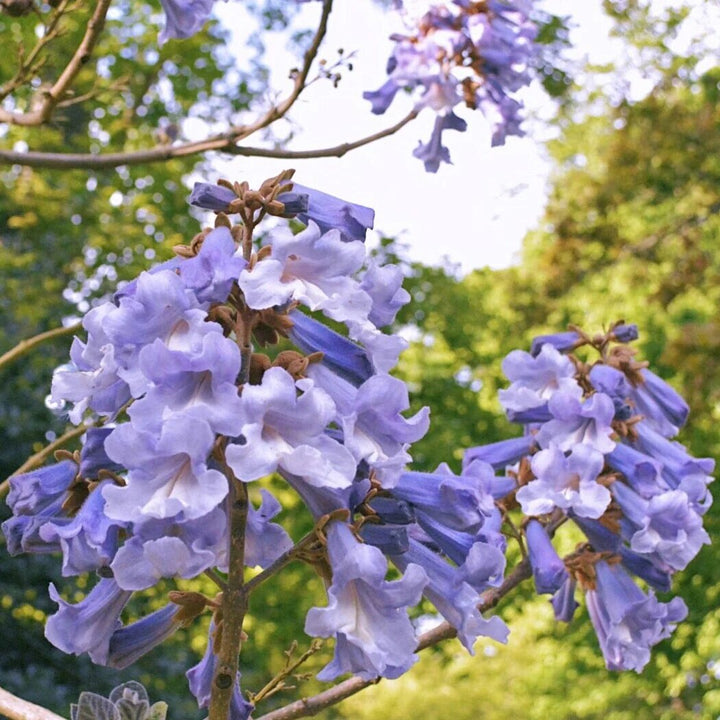Light Purple Paulownia Tomentosa Flower Seeds – Heirloom, Non-GMO Seeds