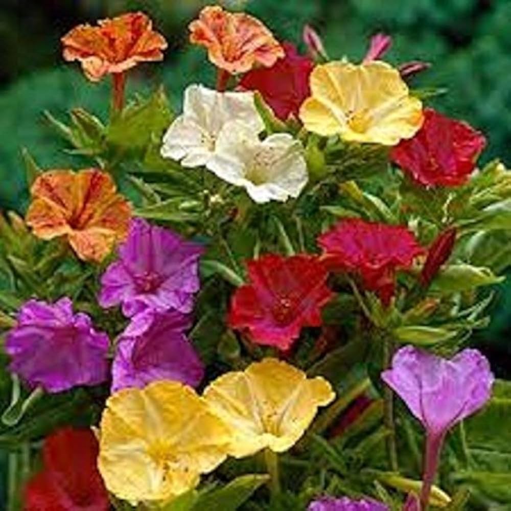four oclock flower seeds
